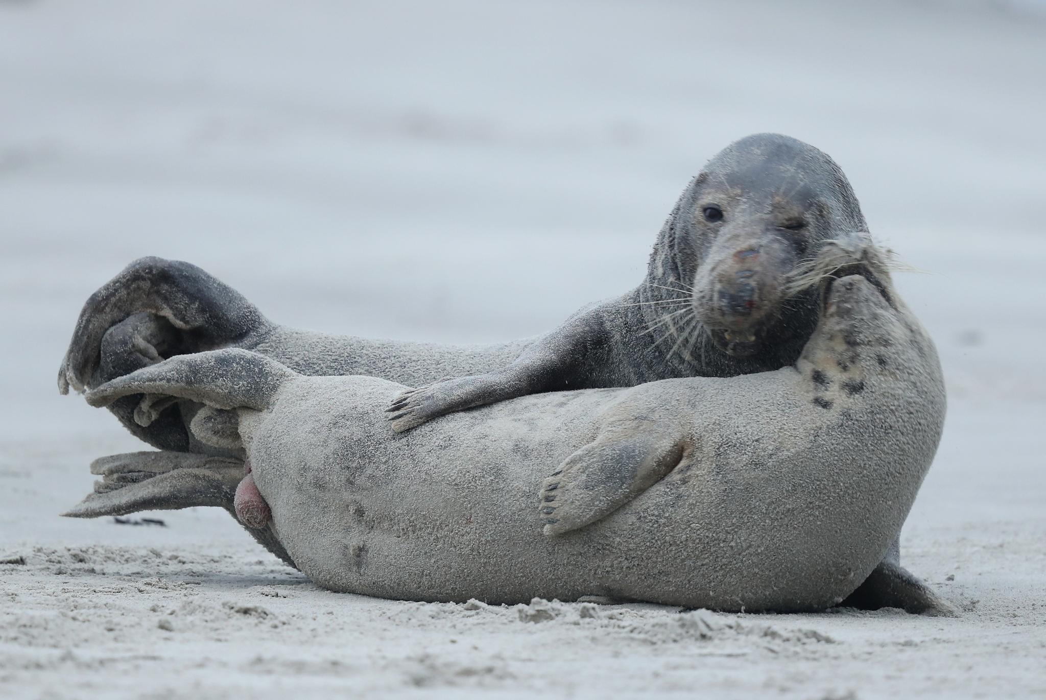 Seal Rescued After Trying To Cross Busy New Jersey Highway